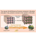 Boustise 2,7 onces du sein Enhancement-Cream - QUADRAplumpTM Extraits - 2 mois d'approvisionnement - Volume action pour l'élarg